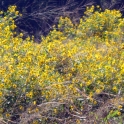 Yellow Flowers